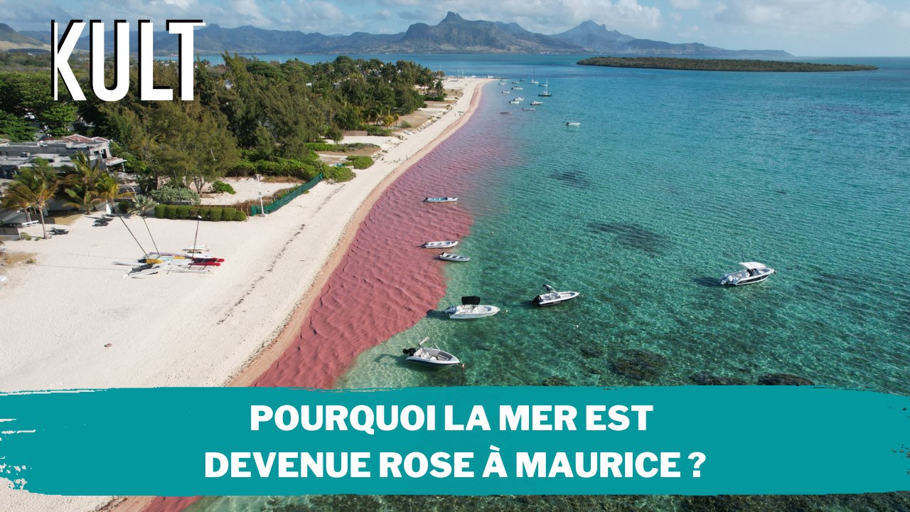 Pourquoi la mer est devenue rose à Maurice ?