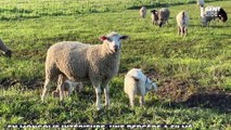 Des centaines de moutons tournent en rond depuis plusieurs jours et la vidéo est terrifiante