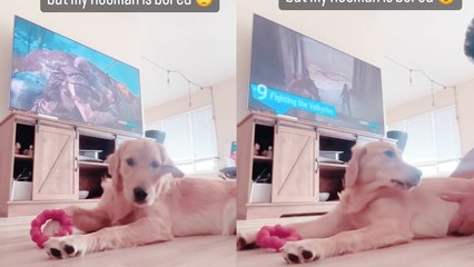 Man cures his boredom by annoying his adorable Golden Retriever