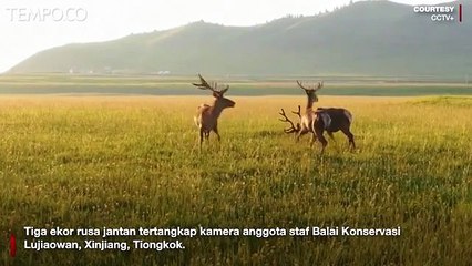 Penampakan Langka Rusa Merah di Xinjiang Tiongkok