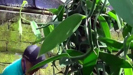 Vanili, Komoditas Bernilai Jual Tinggi