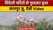 Uttar Pradesh: Migratory Birds से गुलज़ार Kanpur Zoo, सैलानियों की उमड़ी भीड़ | वनइंडिया हिंदी *News