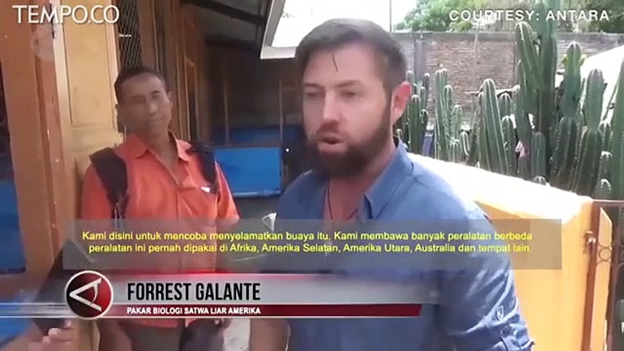 Giliran Pakar Biologi Satwa Liar Coba Bebaskan Buaya Berkalung Ban