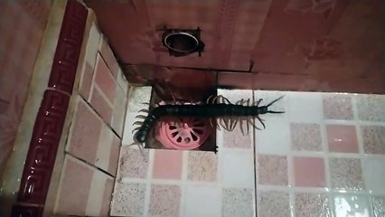 River centipedes enter the house.