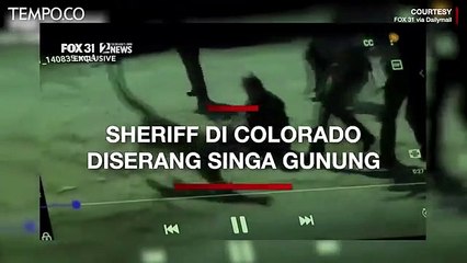 Singa Gunung Serang Polwan, Perilaku Hewan yang Menakutkan