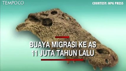 Peneliti Ungkap, Buaya Bermigrasi ke Amerika 11 Juta Tahun Lalu