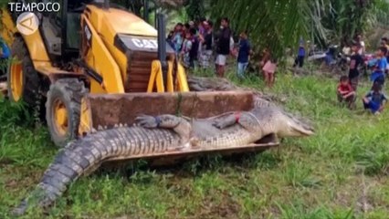 Warga Babel Evakuasi Buaya dengan Buldoser