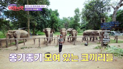 코끼리와 이색 데이트!? 아직은 낯선 코끼리와의 만남 TV CHOSUN 221118 방송