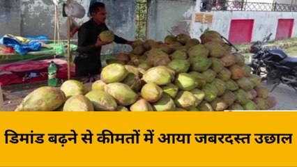 हरदोई: डेंगू के बढ़ते मामले के चलते बढ़ा नारियल की मांग