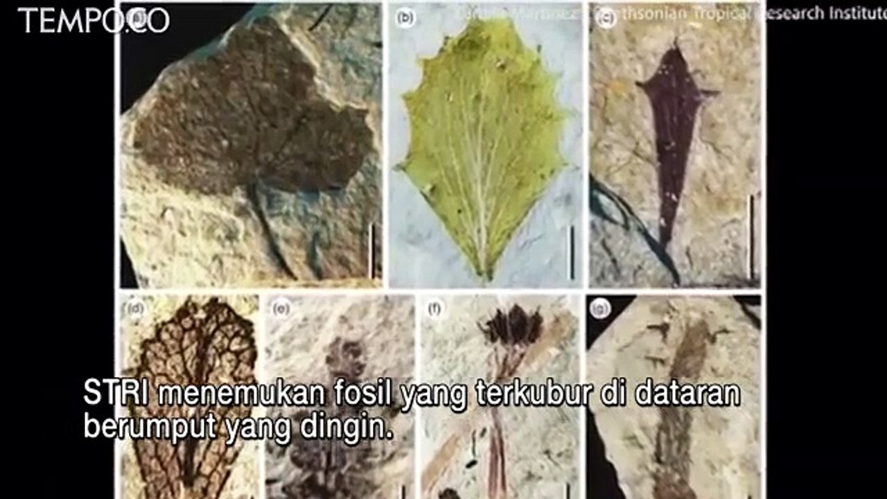 Fosil Pohon Raksasa Berumur 10 Juta Tahun Ditemukan di Peru