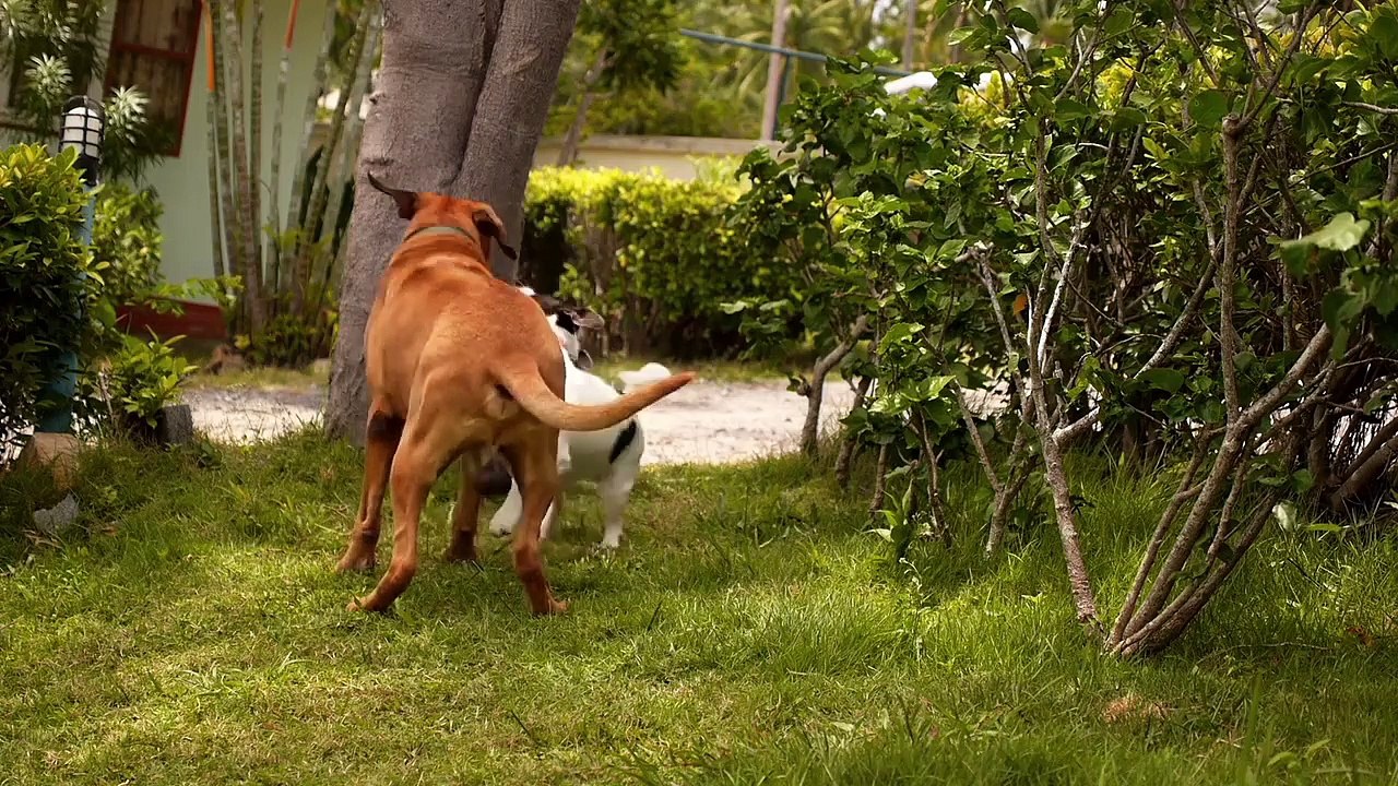 The World Of Dogs and Behavior01