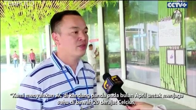 Perawatan Eksklusif untuk Panda Saat Musim Panas