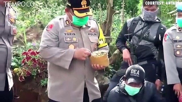 Polres Cimahi Sergap Pemilik Ladang Ganja 1 Hektare, 32 Pohon Ganja Disita