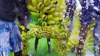 BANANA OIL FRY _ Banana Balls Recipe _ Pazham Bonda _ Cooking Sweet Banana Bonda Recipe In Village