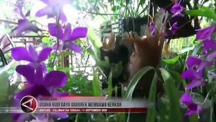 Hobi Budi Daya Anggrek Meningkat Selama Pandemi COVID-19