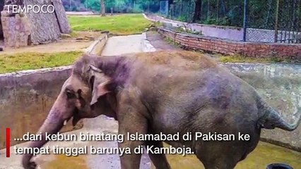 Akhirnya Gajah Paling Kesepian di Dunia, Kaavan, Direlokasi ke Kamboja