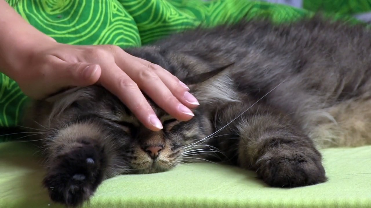 KUCING LUCU
