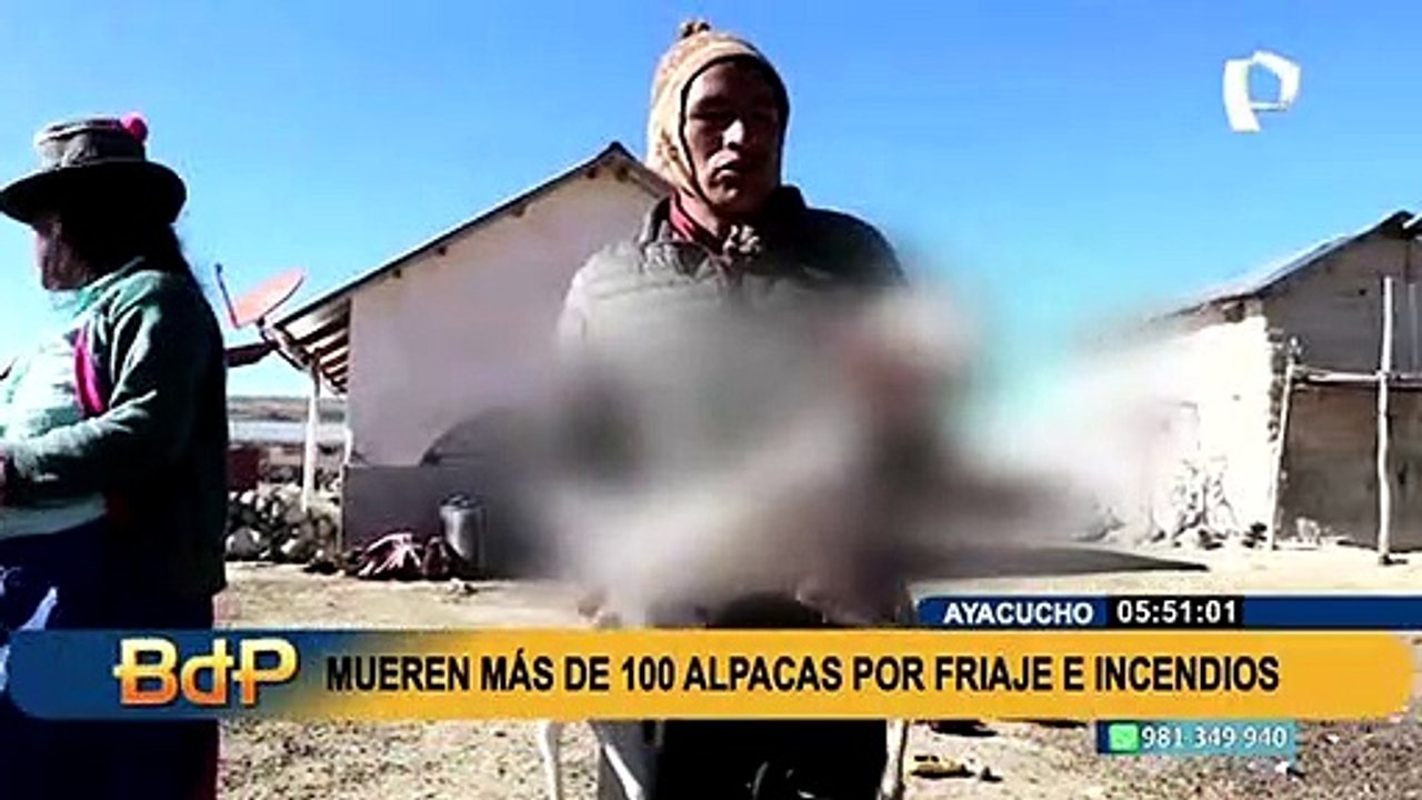 Ayacucho: mueren más de 100 alpacas por friaje y falta de alimentos