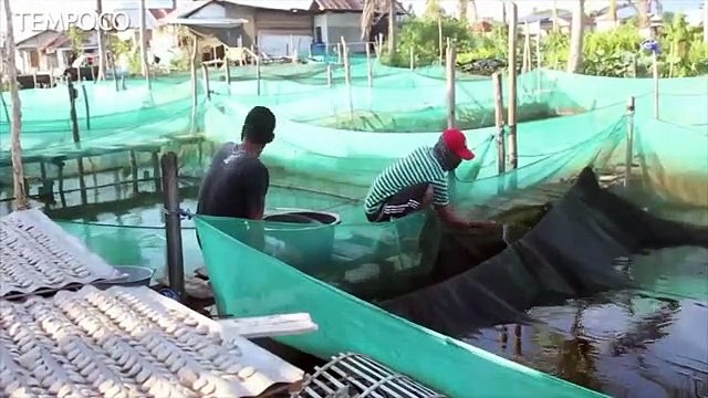 Permintaan Ikan Hias Meningkat Selama Pandemi Covid-19