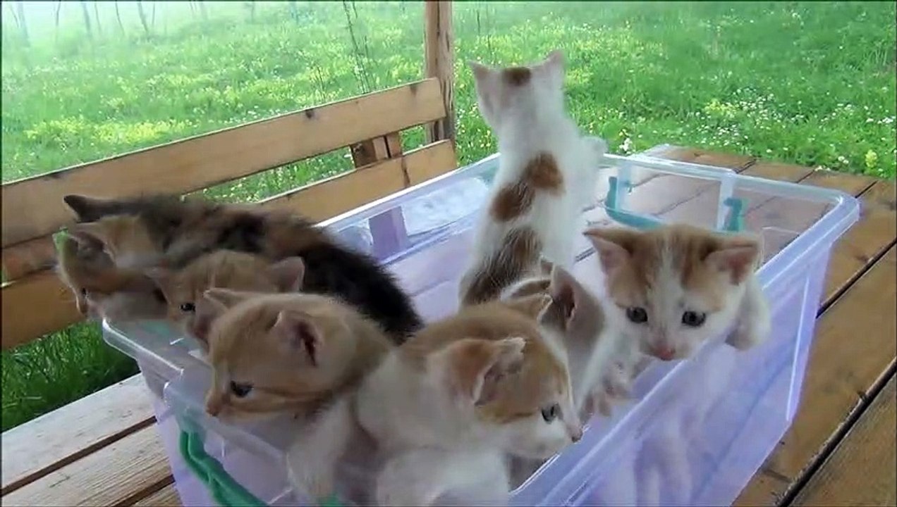 Funny Animal Videos 2022   # 14