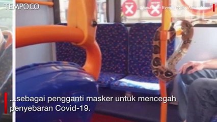 Dikira Masker, Penumpang Bus Ini Ternyata Gunakan Ular Tutupi Mulut