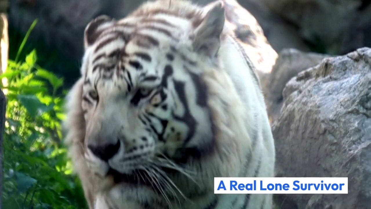 Kucing Besar_Harimau.