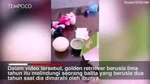 Video Viral, Anjing Golden Retriever  Melindungi Bocah yang Menangis Dimarahi Ibunya