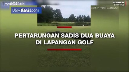 Bertarung Sadis, Dua Buaya Bertaruh Nyawa di Lapangan Golf