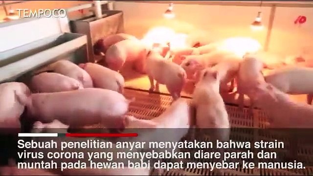 Penelitian Baru: Virus Corona yang Menyerang Babi Bisa Menular ke Manusia