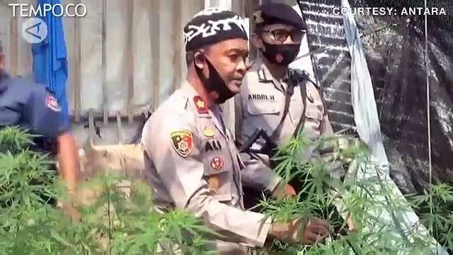 Ladang Ganja di Perumahan Digerebek Polres Metro Tangerang Kota