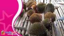 Asyiknya Menikmati Durian Jatuh di Hutan Pidie Jaya, Aceh