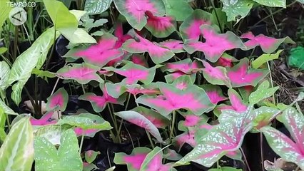 Tren Aglonema Si Ratu Daun di Tengah Pandemi