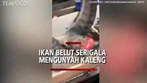 Video Viral, Ikan Belut Serigala Remukkan Kaleng Minuman dengan Giginya