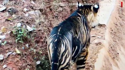 Harimau Belang Hitam Langka Tertangkap Kamera di India