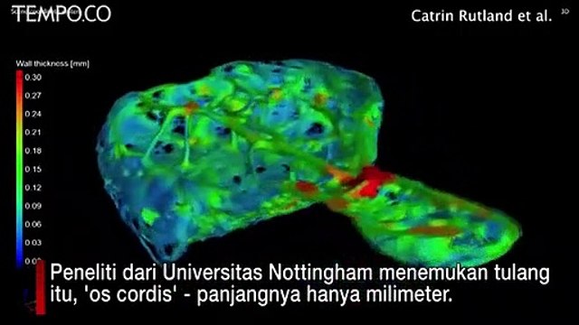 Ditemukan, Tulang Kecil di Hati Simpanse, Tanda Penyakit Jantung