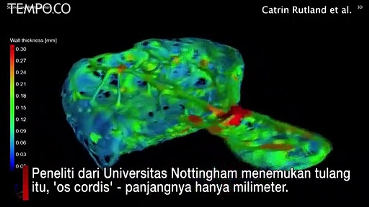 Ditemukan, Tulang Kecil di Hati Simpanse, Tanda Penyakit Jantung