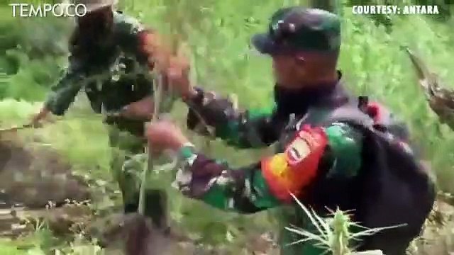 8 Hektare Ladang Ganja, Seberat 8 Ton, Dimusnahkan di Mandailing Natal