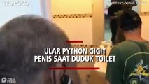 Ular Python Gigit Penis Remaja saat Dia Duduk di Toilet, Ini Akibatnya