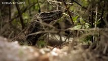 Bahaya di Habitat Komodo si Kadal Raksasa | FOKUS