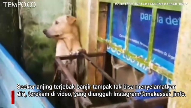 Video Viral, Anjing Diselamatkan dari Jebakan Banjir