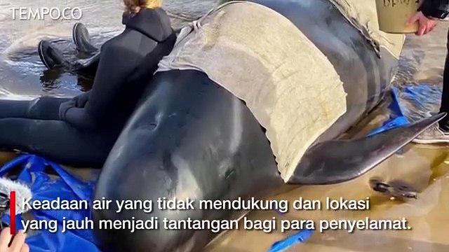 Australia Selamatkan Ratusan Paus Terdampar di Pulau Tasmania