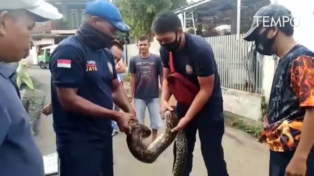 Memangsa Ayam Warga, Ular Tiga Meter Berhasil Ditangkap