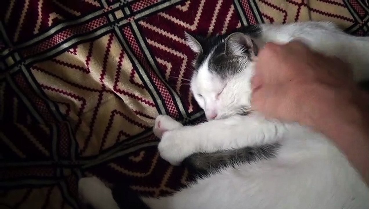 A Sleepy Cat