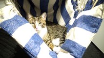 Kitten Has a Hammock Bed