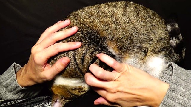 Kitten Purrs in My Arms