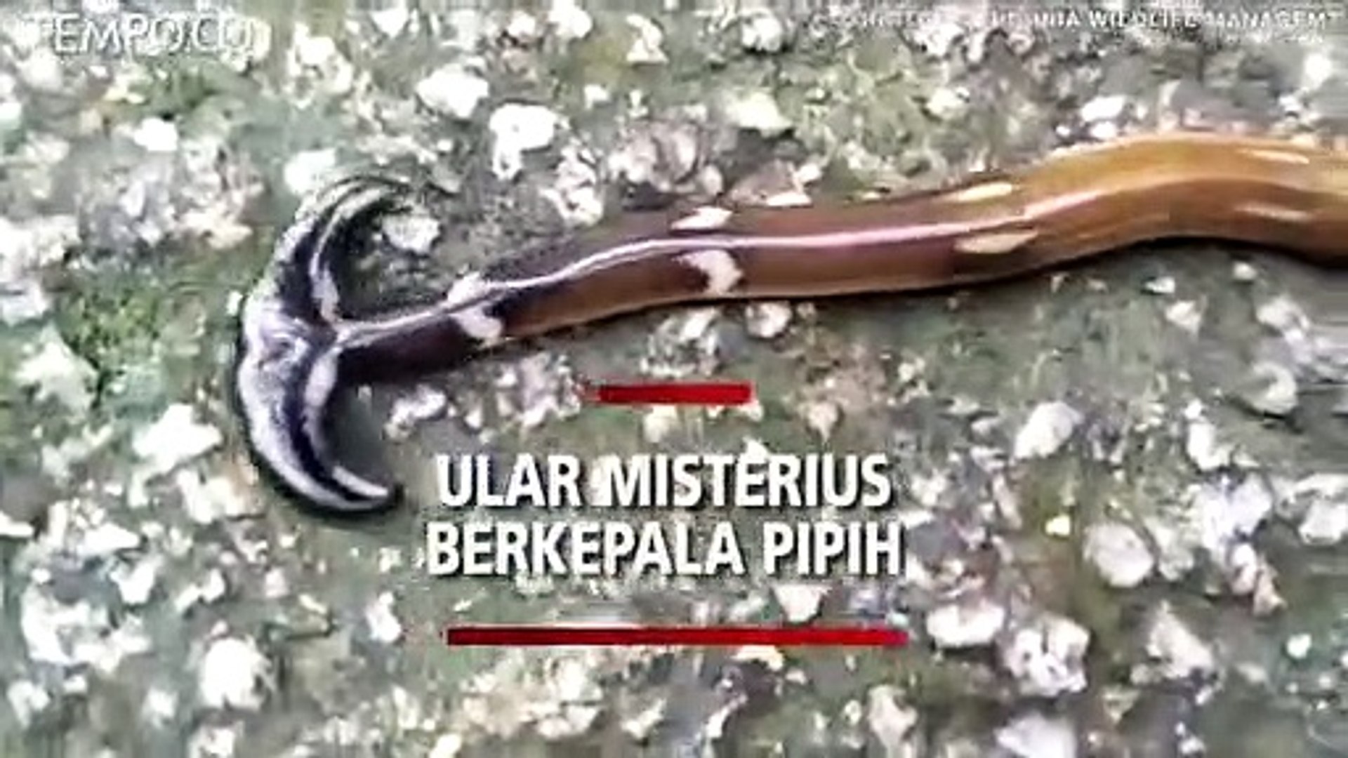 Hojatxonada osiyolik porno yashirin kamera