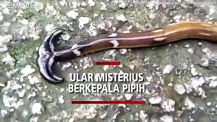 Temuan Ular Misterius Berkepala Pipih, Keanehan Perilakunya Bikin Bingung Para Ahli