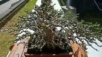 bonsai waru