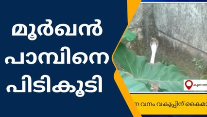 ശാസ്താനടയിൽ നിന്ന് മൂർഖൻ പാമ്പിനെ പിടികൂടി