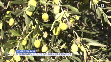 Votre terroir : L'olive, le joyau du bassin méditerranéen !